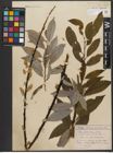 Foto von Salix wallichiana Andersson